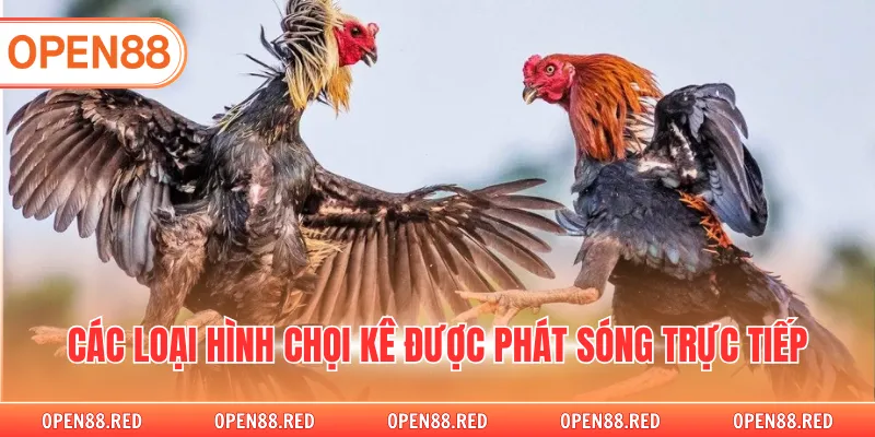 Các loại hình chọi kê được phát sóng trực tiếp