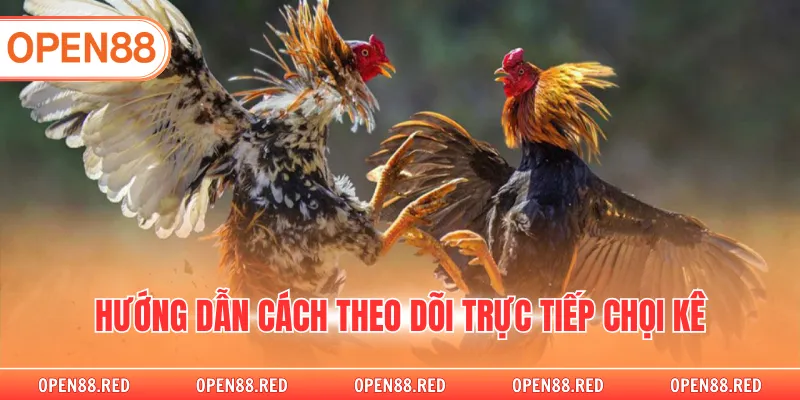 Hướng dẫn cách theo dõi trực tiếp chọi kê