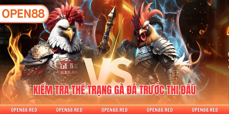 Kiểm tra thể trạng gà đá trước thi đấu